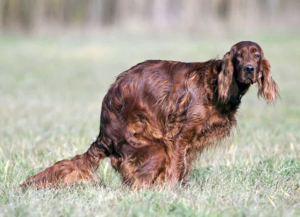 La constipation chez le chien