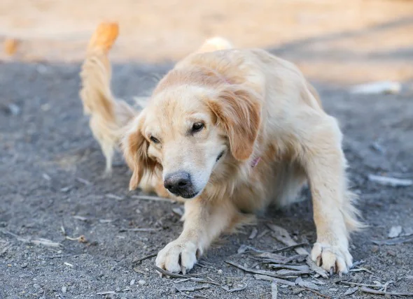 La dermatite aux acariens chez le chien