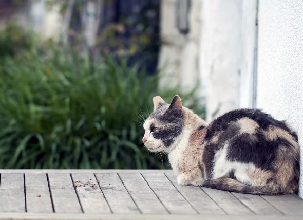 La dermatite des acariens chez les chats