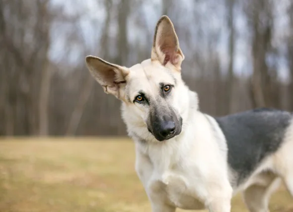 La dysplasie de la hanche chez le chien : Guide tout-en-un