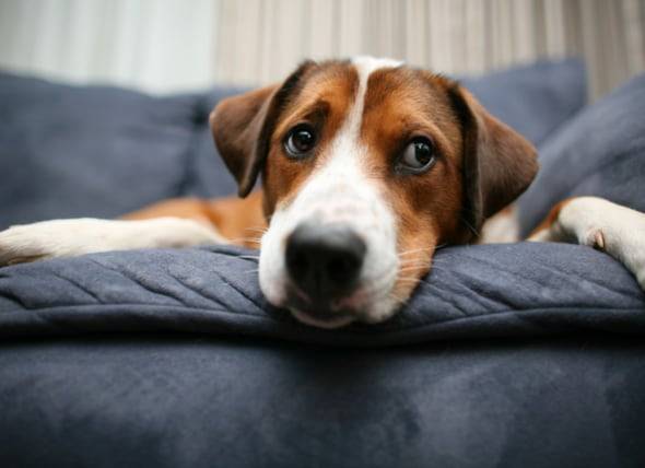 La gale démodécique chez le chien