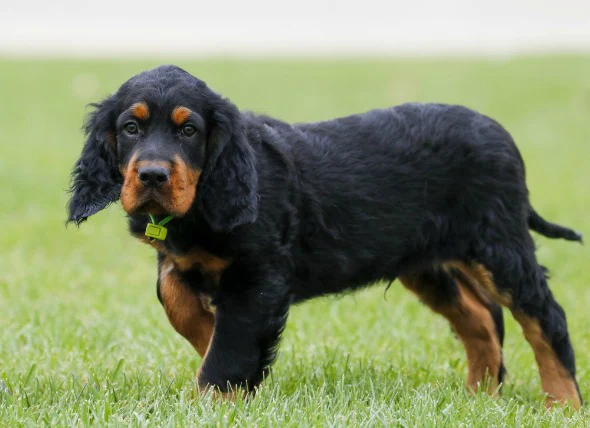 La gourme du chiot chez le chien