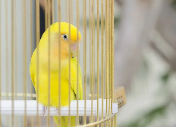 La goutte chez les oiseaux