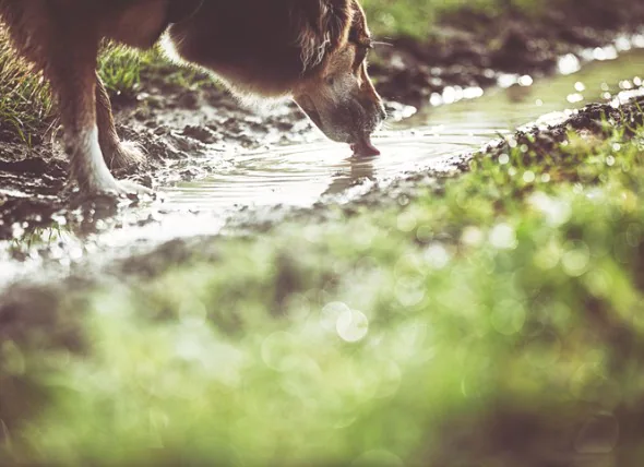 La leptospirose chez le chien : ce qu’elle est et ce que vous devez savoir