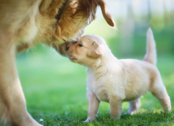 La maladie de Chagas chez le chien