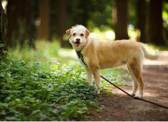 La maladie de Lyme chez le chien : symptômes et traitement