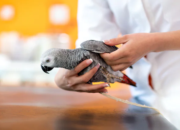 La maladie de Pacheco chez les oiseaux