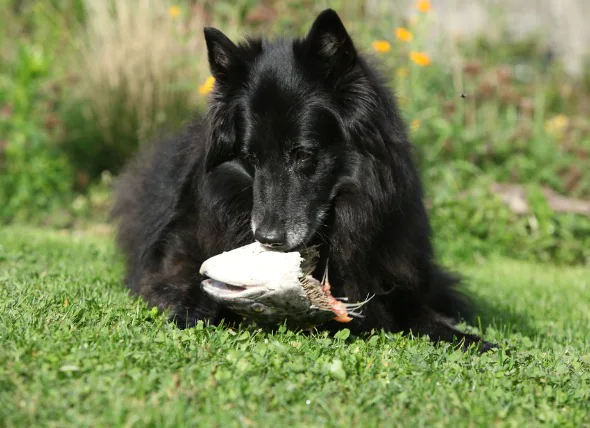 La maladie de l’empoisonnement au saumon chez le chien