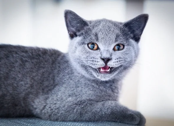 La maladie des gencives chez le chat