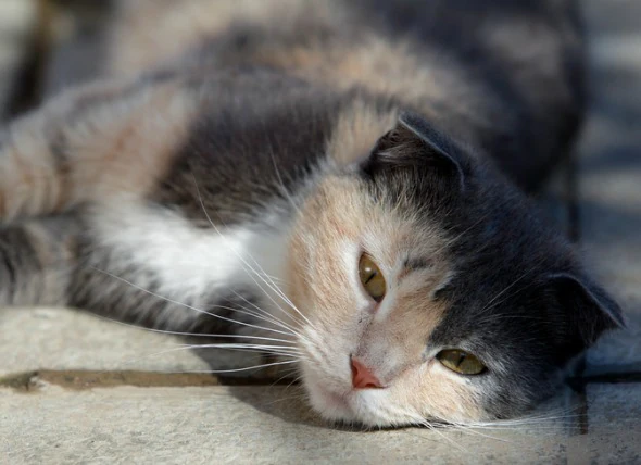 La maladie du foie chez le chat