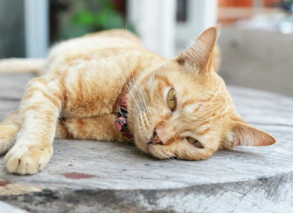 La maladie du foie gras chez le chat