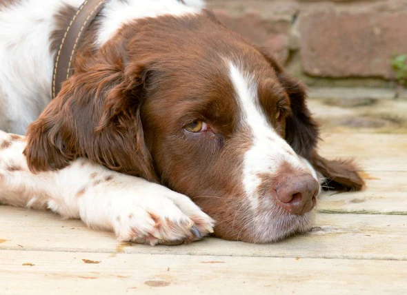 La maladie du raton laveur chez le chien