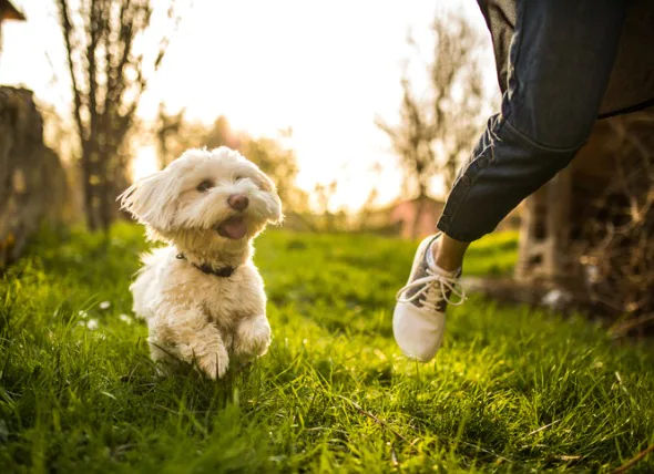 La maladie du ver du cœur chez le chien : symptômes, cause, types, traitement et prévention