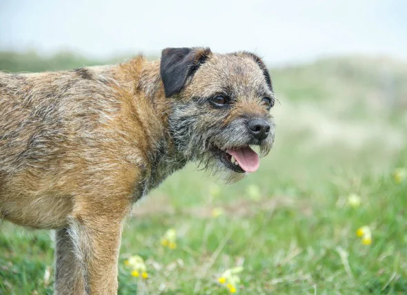 La maladie rénale chez le chien