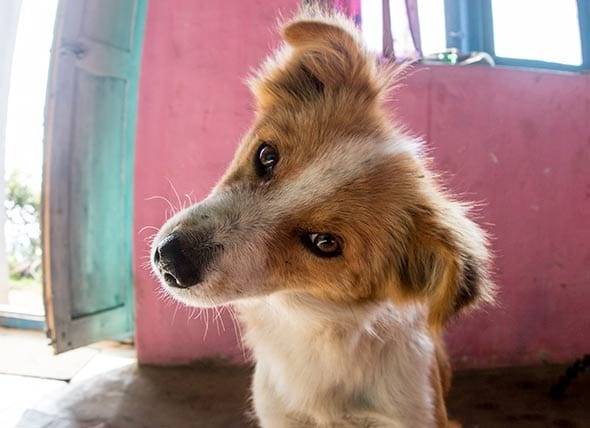 La maladie vestibulaire chez le chien