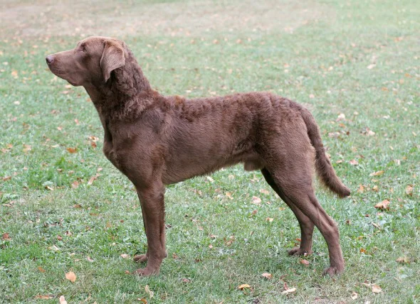 La paralysie chez le chien