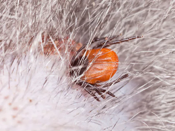 La paralysie par les tiques chez les chats