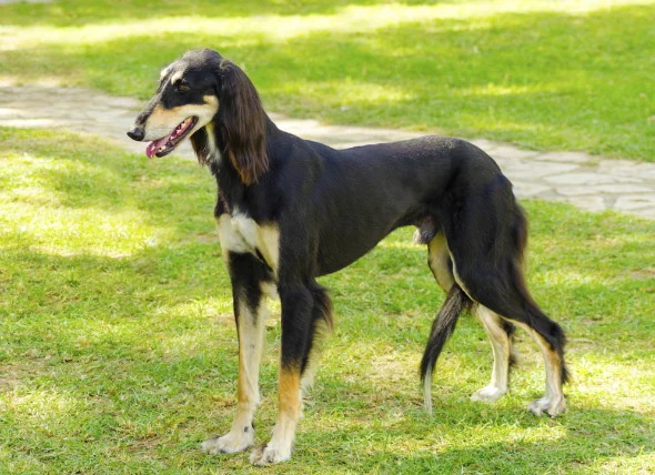 La peau squameuse chez le chien