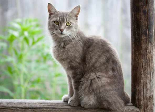 La peau squameuse chez les chats