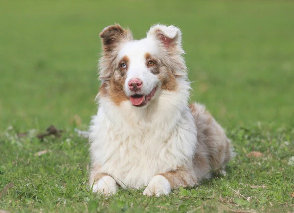 La perte auditive chez le chien