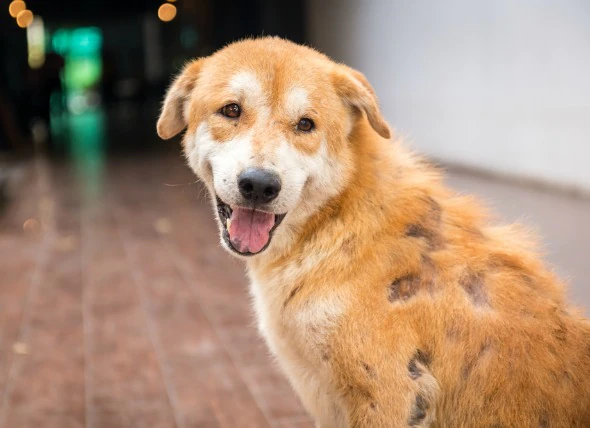 La perte de poils chez le chien