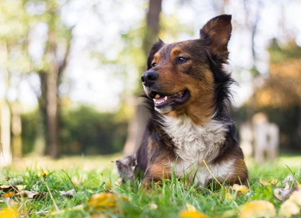 La rage chez les chiens