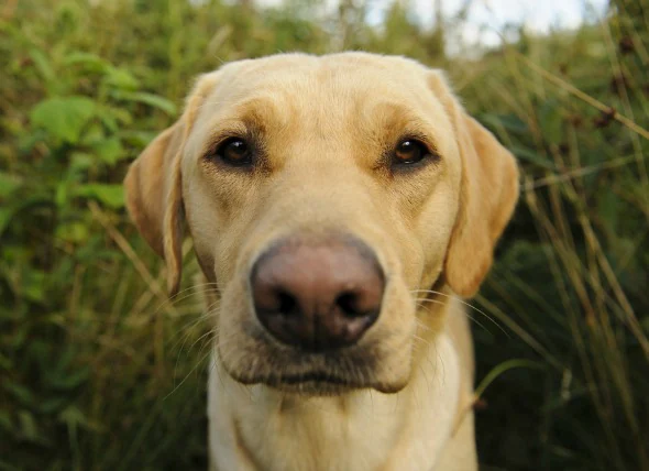 La teigne chez le chien