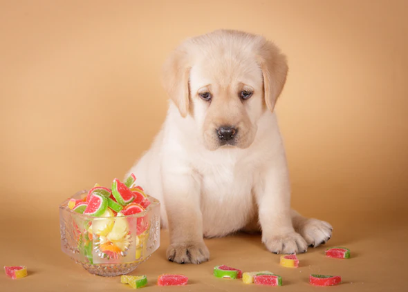 La toxicité des chewing-gums, des bonbons et du dentifrice chez les chiens