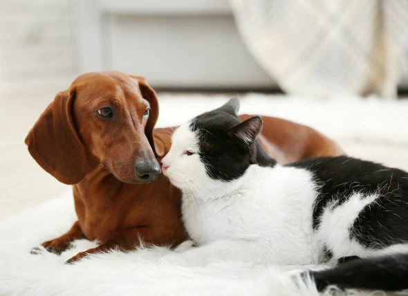 La toxoplasmose chez le chien