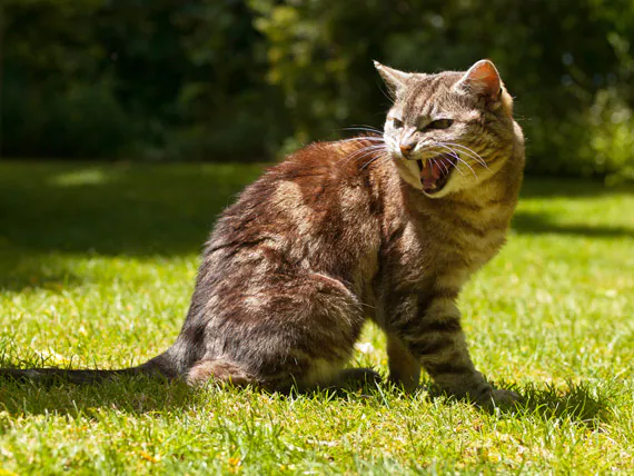 L’agressivité chez le chat (vue d’ensemble)