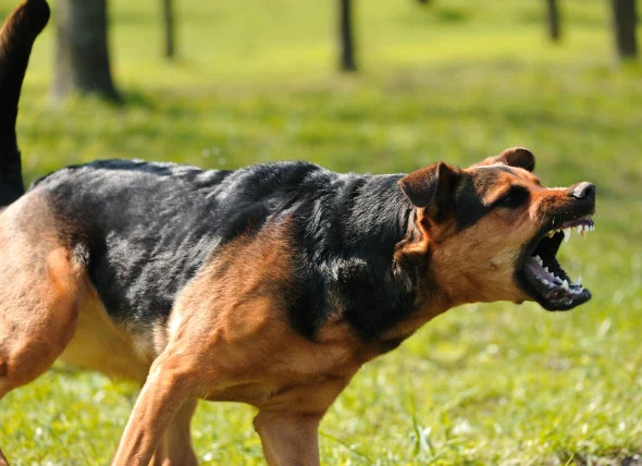 L’agressivité des chiens envers les personnes familières