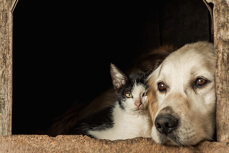 Anémie, régénérative chez le chien