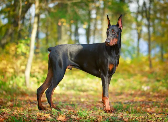 L’anémie liée au système immunitaire chez le chien