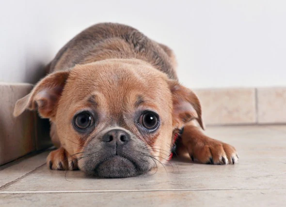 L’anxiété de séparation chez le chien