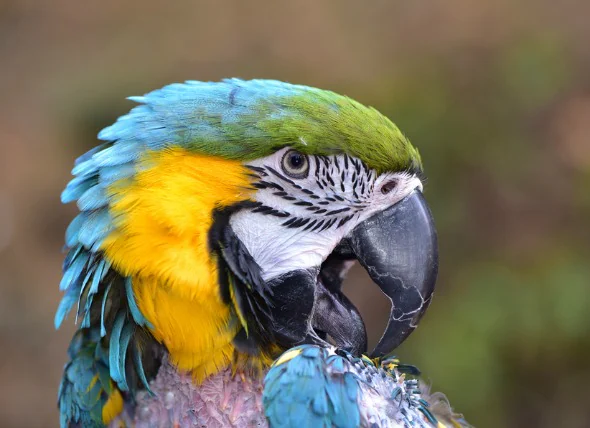 L’arrachage des plumes chez les oiseaux