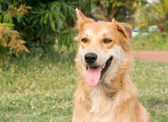 L’arrêt cardiaque chez le chien