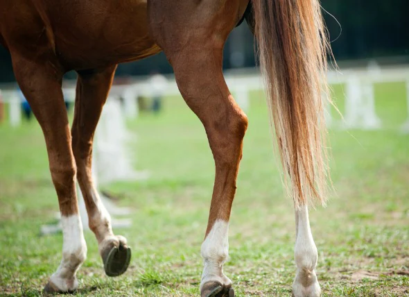 L’arthrite équine chez le cheval