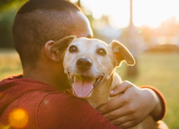 Le Distemper chez le chien