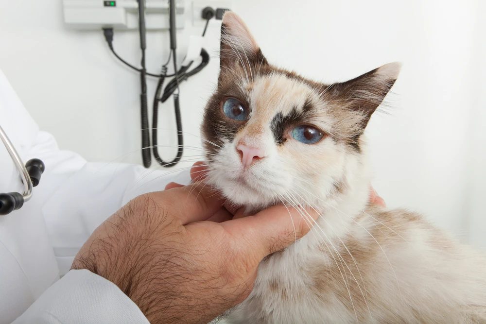 Le cancer du nez chez le chat