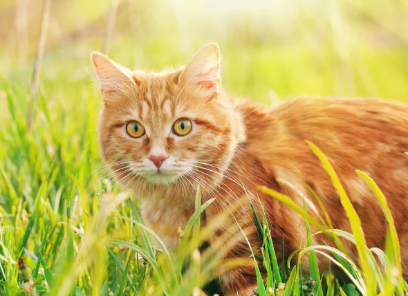 Le cancer du pancréas chez le chat