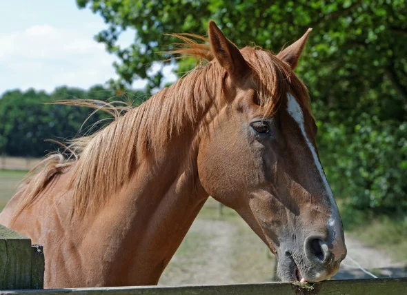 Le crêpage de chignon chez le cheval