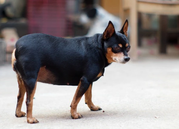 Le diabète chez le chien