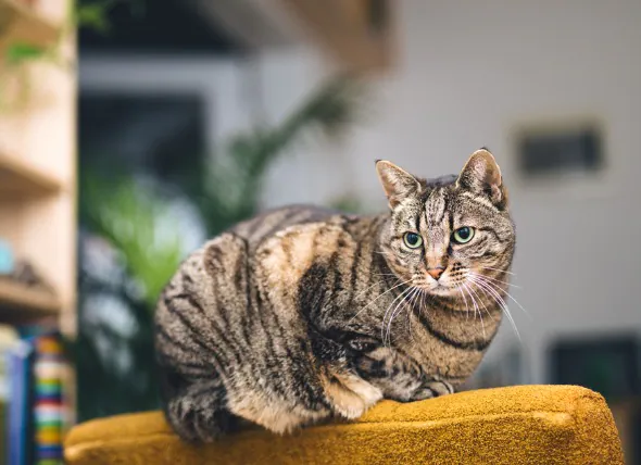 Le diabète chez les chats : Symptômes, causes, facteurs de risque, traitement et espérance de vie