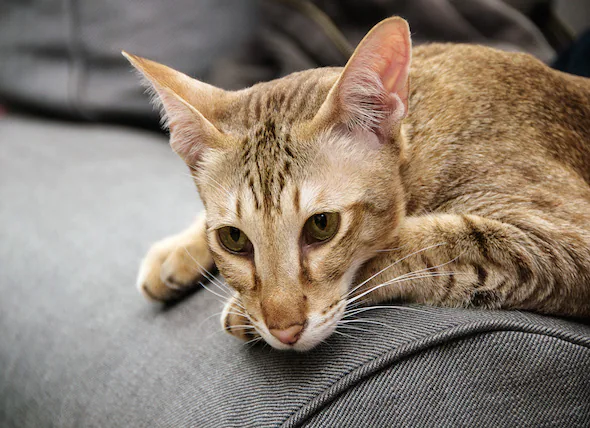 Le diabète de l’eau chez les chats