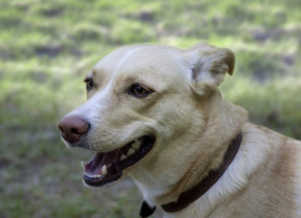 Le diabète (hépatopathie) chez le chien