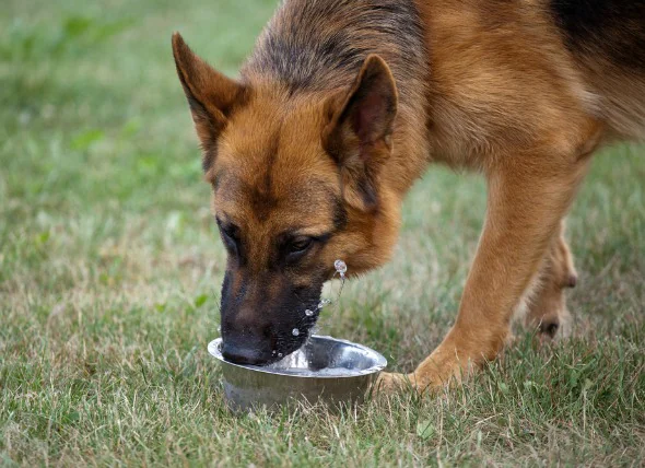 Le diabète hydrique chez le chien