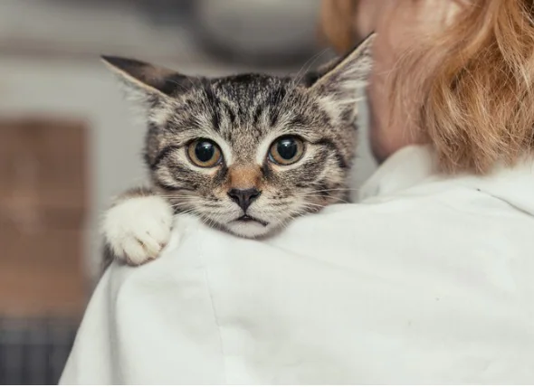 Le guide ultime de l’anxiété des chats