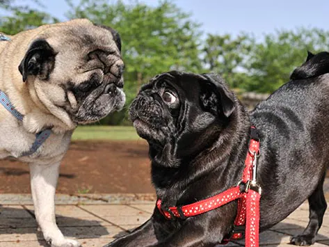 Le moment de la reproduction chez le chien