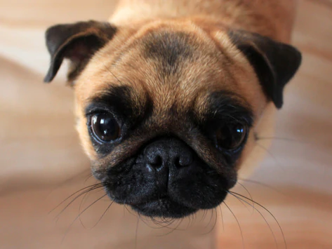 Le nez sec est-il un signe de maladie chez le chien ?