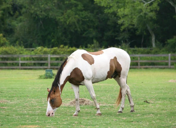 Le syndrome de Cushing chez le cheval